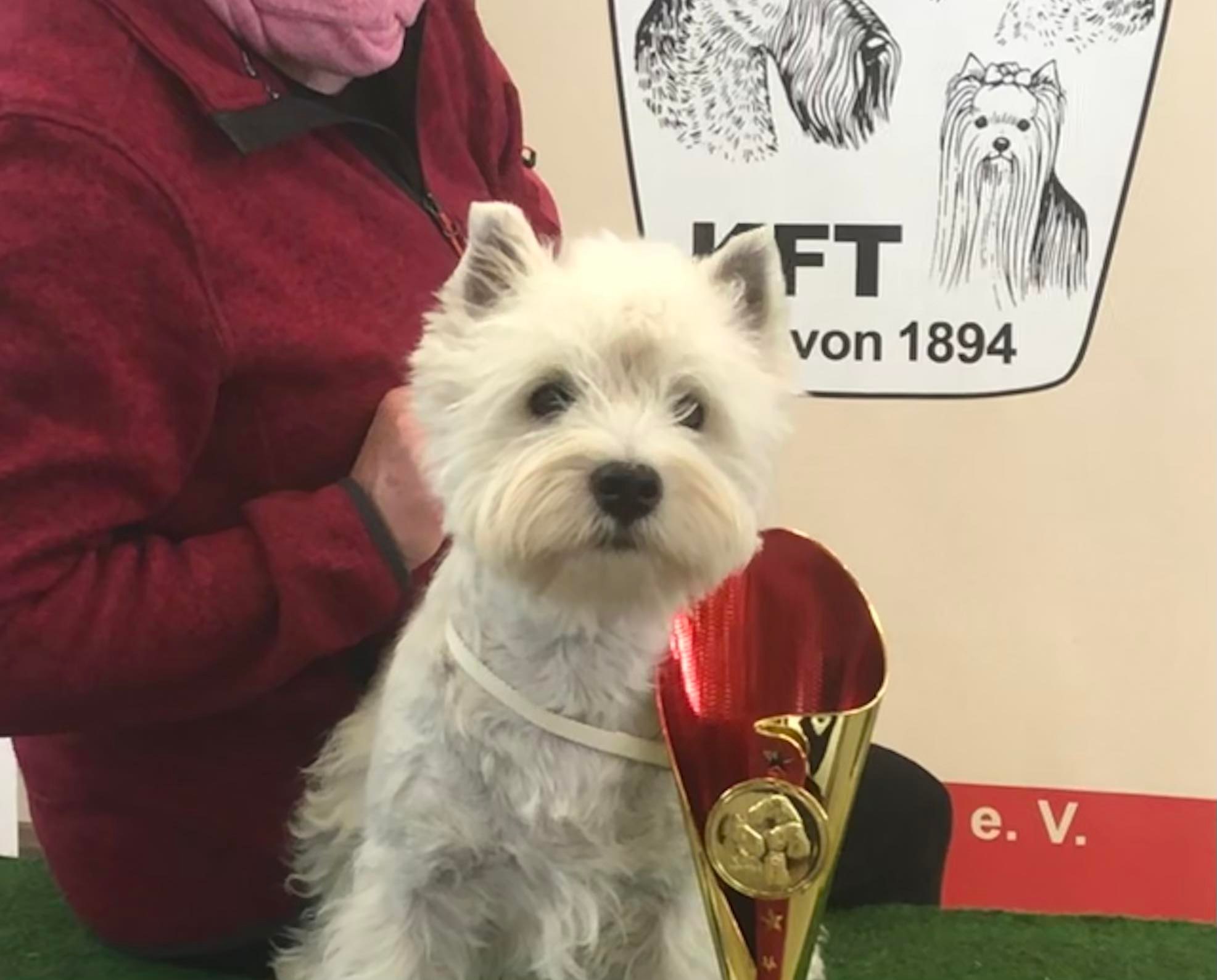 Flying Westies My First Choice