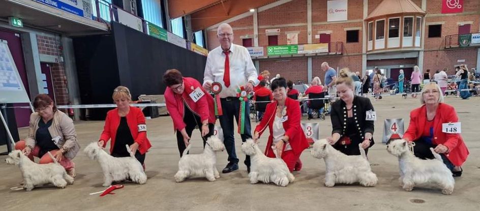 Klubsieger Hündin  - Veteranen Rüde - Veteranen Hündin